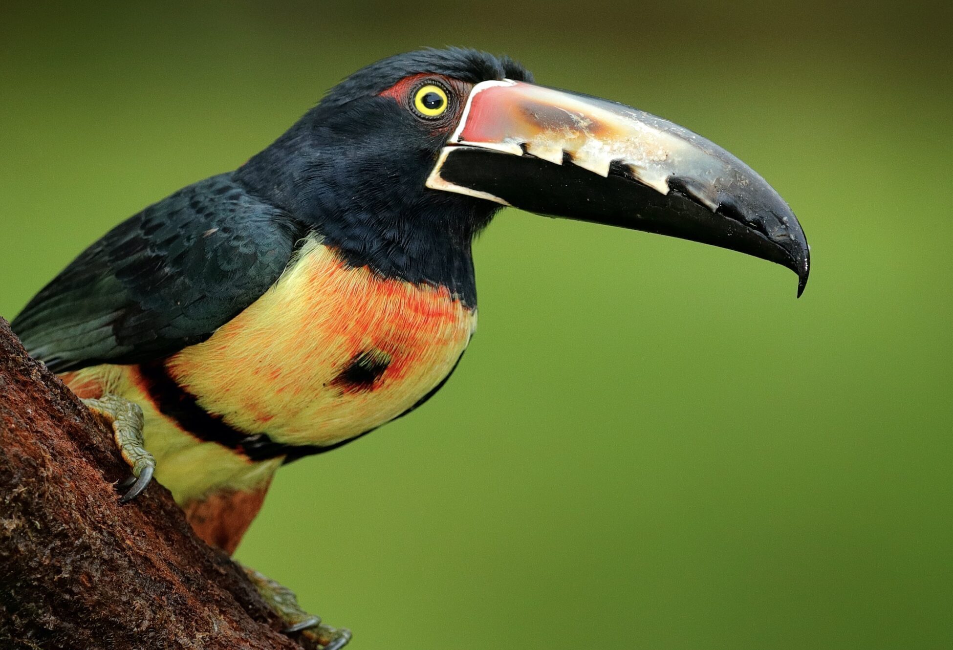 WILDLIFE CONSERVATION