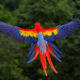 Closing the Circle: From Cage to Canopy