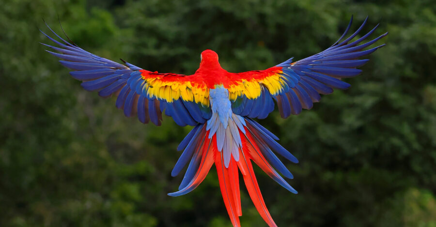 Closing the Circle: From Cage to Canopy