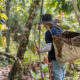From Coca to Cacao: How Ex-FARC Fighters Are Cultivating a New Future
