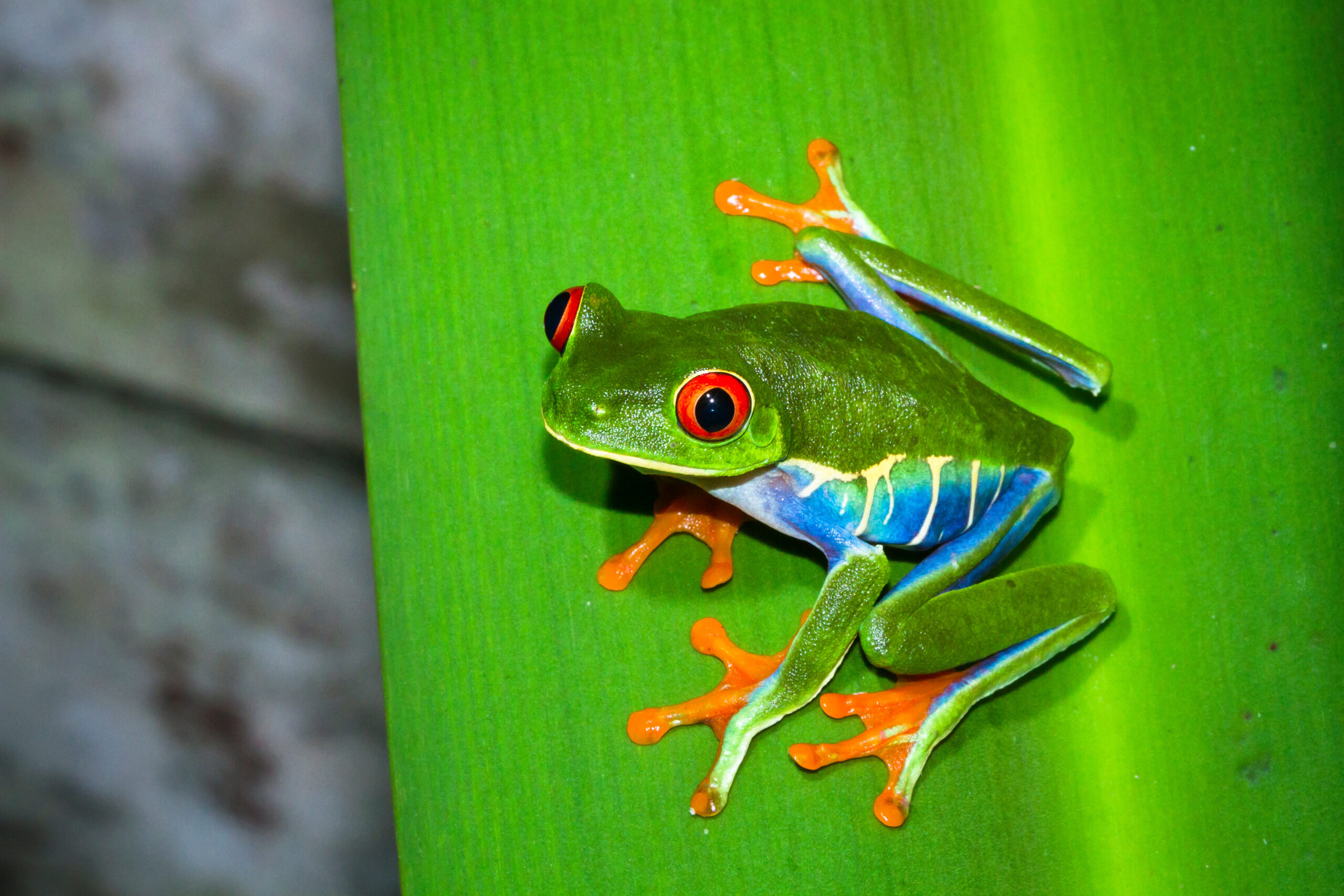 A red eyed treefrog (Agalychnis callidryas) on a leaf at night in Tortuguero National Park, Costa Rica.